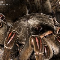 Mature Female Theraphosa stirmi