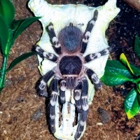 1.0 Acanthoscurria geniculata