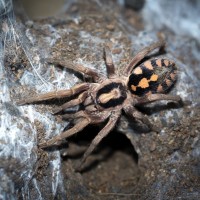 Hapalopus sp. Colombia Large Adult Female