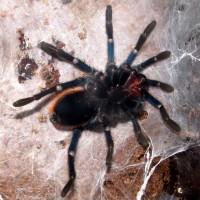 Molting Male Chromatopelma cyaneopubescens (3.75")