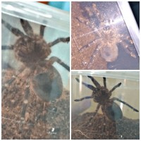 Help G pulchripes Gender.