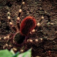 Acanthoscurria Geniculata