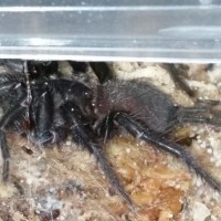 I've wanted this spider for 8 months (A. nambucca)