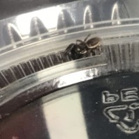 Jumping Spider ID Request #1