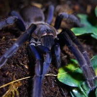 Chilobrachys sp. Vietnam Blue 0.1