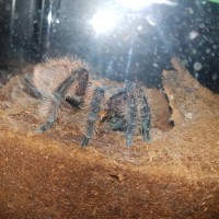 B Albopilosum munching