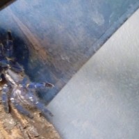 poecilotheria metallica