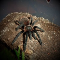 1.0 Brachypelma vagans