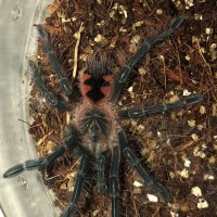 0.0.1 Pamphobeteus sp. ‘machala’