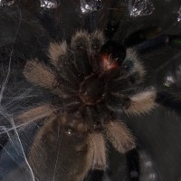 M. balfouri 01