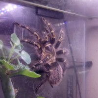 G pulchripes 0.1