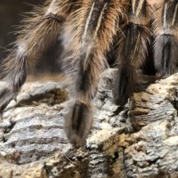 Grammostola sp. concepcion