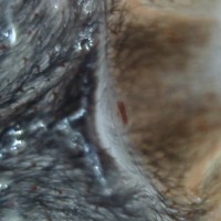 Chromatopelma cyaneopubescens [molt sexing]