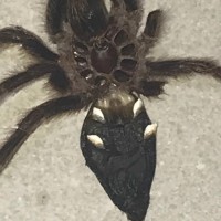 Grammostola Rosea