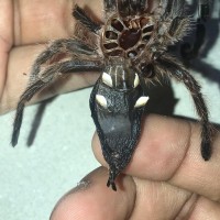 Grammostola Rosea