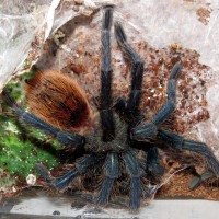 Chromatopelma cyaneopubescens: Post-mortem (1/3)