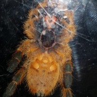 Pterinochilus murinus [ventral sexing]