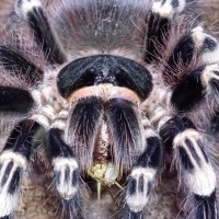 A.geniculata adult female