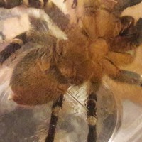 Aphonopelma Seemanni, male or female? Sorry for bad photo...