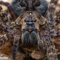 Dolomedes tenebrosus