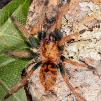 2" C pubescens