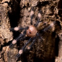 Psalmopoeus irminia 3rd Instar