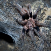 Bonnetina sp. Chamela Juvenile/Sub-Adult Female