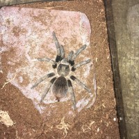 Please help ID pet store spider