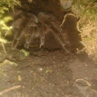 Theraphosa blondi