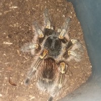 G. pulchripes