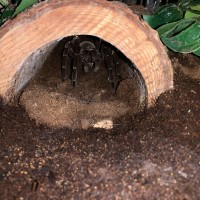 Theraphosa Stirmi