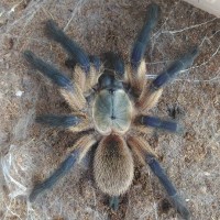 Monocentropus Balfouri