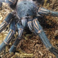 Thrixopelma lagunas