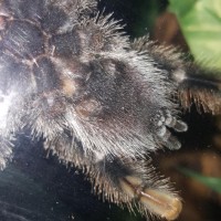 Avicularia avicularia pic #2