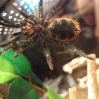 Chromatopelma cyaneopubescens [ventral sexing]