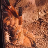 OBT hug