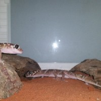Thick Tailed Gecko pair