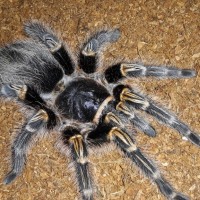 Grammostola pulchripes