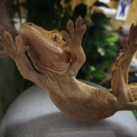 Gecko Yoga