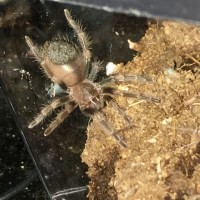 Brachypelma hamorii