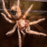 Brachypelma boehmei