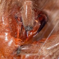 Grammostola pulchra sling 1" long