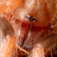 Brachypelma boehmei 1" sling