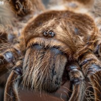 Brachypelma albopilosum "Nicaragua"