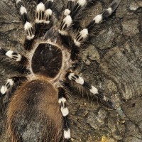 Acanthoscurria Geniculata