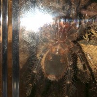 Grammostola pulchripes [ventral sexing]