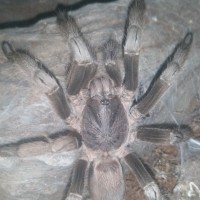 My tarantula needs a wig!