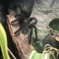 MM Avicularia avicularia hanging out