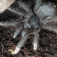 Theraposa stirmi