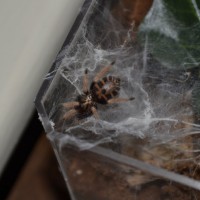 Chromatopelma cyaneopubescens